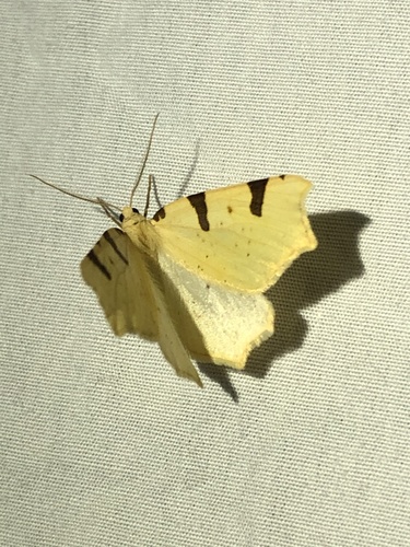 Canary Thorn photo 2