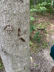 Lymantria dispar dispar