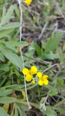 Physaria gracilis