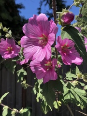 Alcea rosea