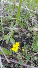 Physaria gracilis