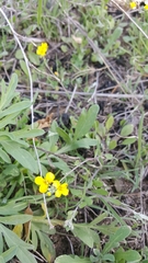 Physaria gracilis