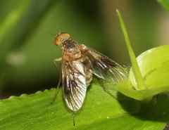 Chrysopilus quadratus