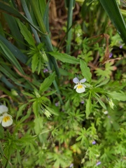 Viola arvensis