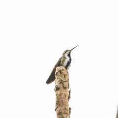 Anthracothorax viridigula
