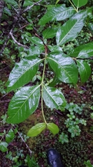 Viburnum cassinoides image
