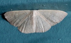 Cyclophora obstataria