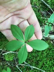Isotria verticillata