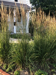 Calamagrostis × acutiflora