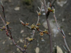 Muehlenbeckia ephedroides