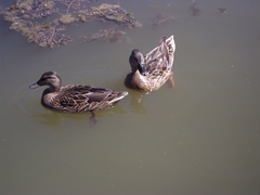 Anas platyrhynchos