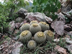 Coryphantha recurvata recurvata
