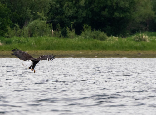 Bald Eagle photographed in Montana