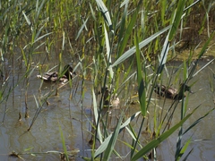Anas platyrhynchos