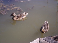 Anas platyrhynchos