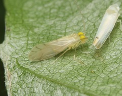 Xanthocaecilius sommermanae