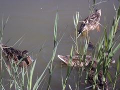 Anas platyrhynchos