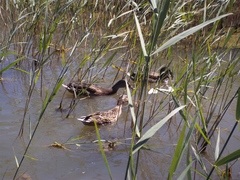 Anas platyrhynchos