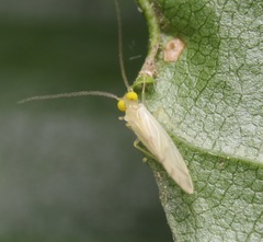 Xanthocaecilius sommermanae