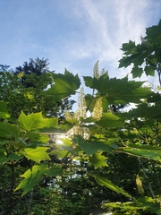Acer ukurunduense