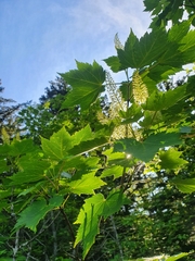 Acer ukurunduense