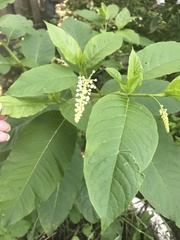 Phytolacca americana