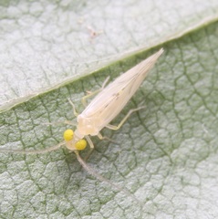 Xanthocaecilius sommermanae