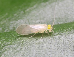 Xanthocaecilius sommermanae