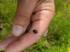 Harmonia axyridis