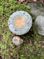Virescentinae