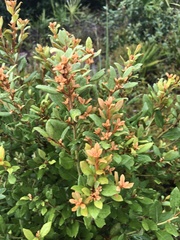 Lyonia ferruginea image