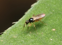 Tachydromiinae