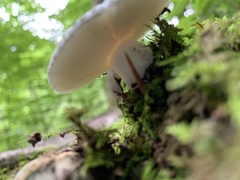 Virescentinae