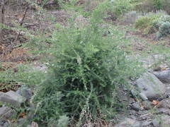 Chamaecytisus prolifer subsp. angustifolius image