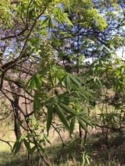 Aesculus glabra arguta