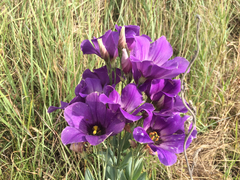 Eustoma russellianum