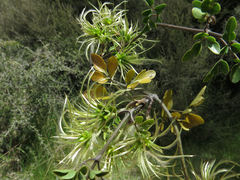Clematis petriei