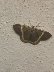 Phrygionis privignaria