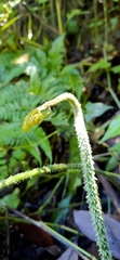 Diplazium kawakamii