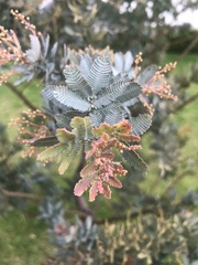 Acacia baileyana