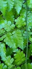 Diplazium kawakamii