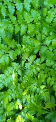 Diplazium kawakamii
