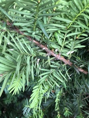 Pulvinaria floccifera