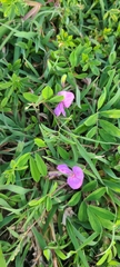 Tephrosia cinerea