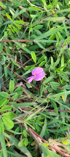 Image of Tephrosia cinerea by (c) ritirene, some rights reserved (CC BY)