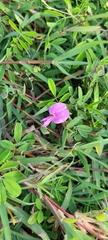 Tephrosia cinerea