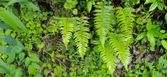 Polystichum lepidocaulon