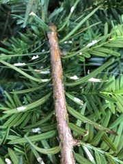 Pulvinaria floccifera