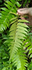 Polystichum lepidocaulon