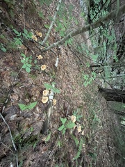 Turbinellus kauffmanii